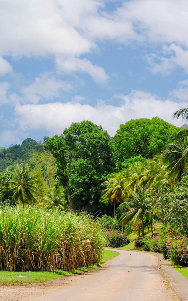 Visite en train Distillerie Maison La Mauny Rivière-Pilote Martinique