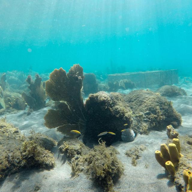 fondmarin-fondgiraumon-bellefontaine-martinique