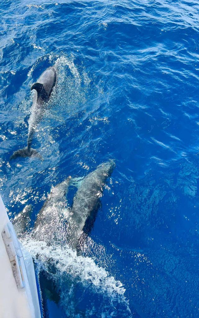 bottlenose dolphin4-tursiopstruncatus-catamaran-bluedream-troisîlets-martinique