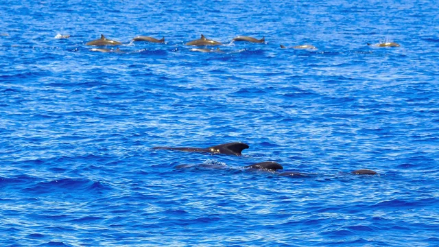 Groupe Grand dauphins Globicéphales Catamaran Aliotis Les Anses-d'Arlet Martinique