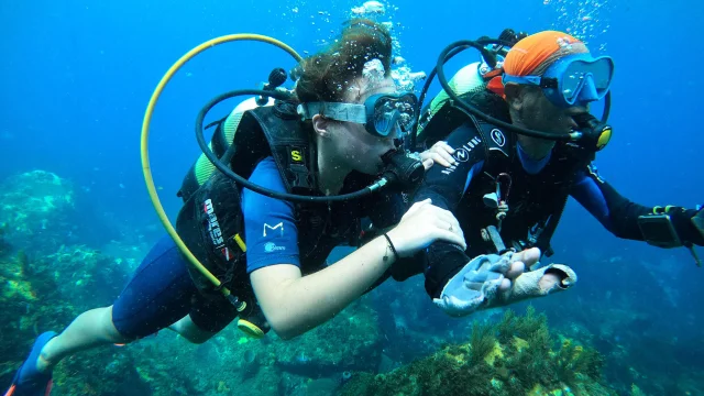 divingunderwater2-catamaran-aliotis-lesansesd'arlet-martinique