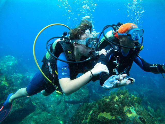 divingunderwater2-catamaran-aliotis-lesansesd'arlet-martinique