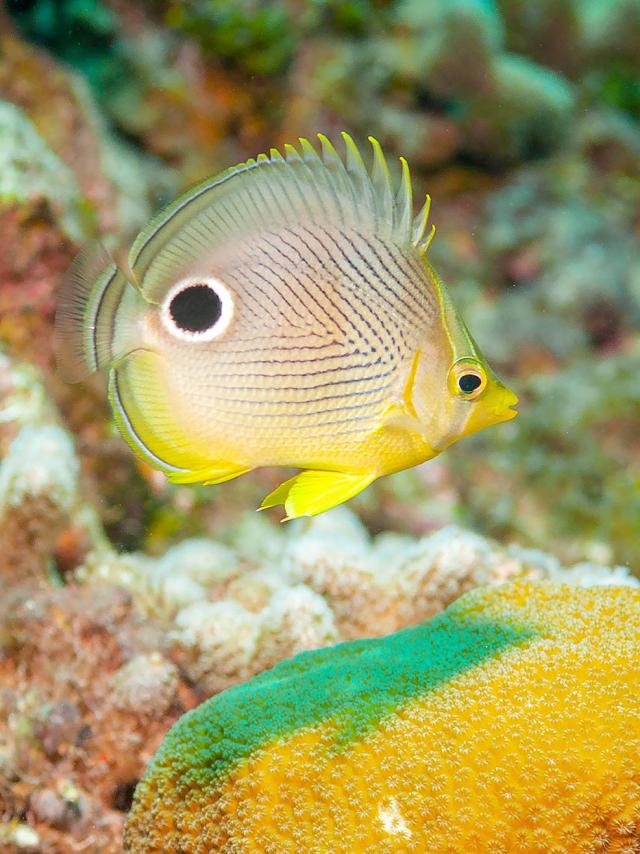 Poisson Papillon à 4 yeux Martinique