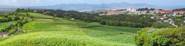 Champ de canne à sucre Distillerie La Favorite Lamentin Martinique