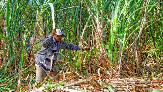 Coupeur de canne à sucre Distillerie La Favorite Lamentin Martinique