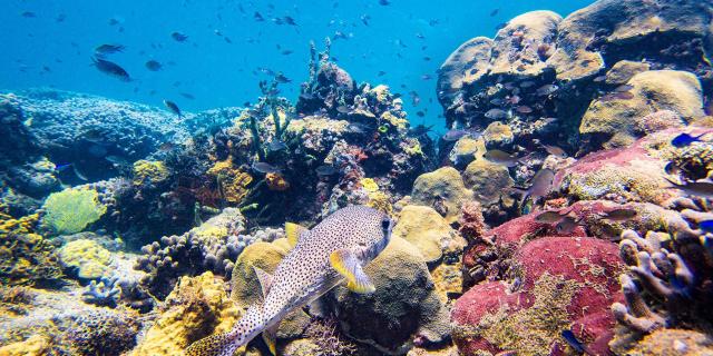 Fish Lesaquanautes Marin Martinique