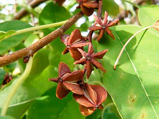 Badiane Anis étoilé Épice Martinique