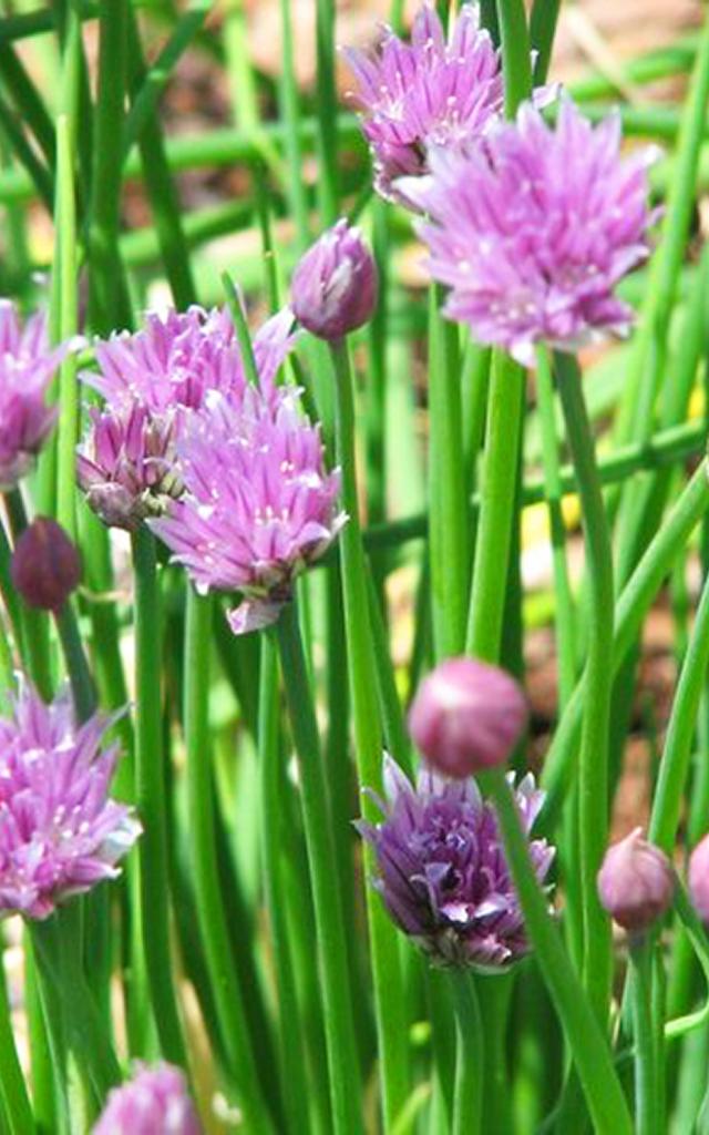 Fleur de ciboulette Épice Martinique