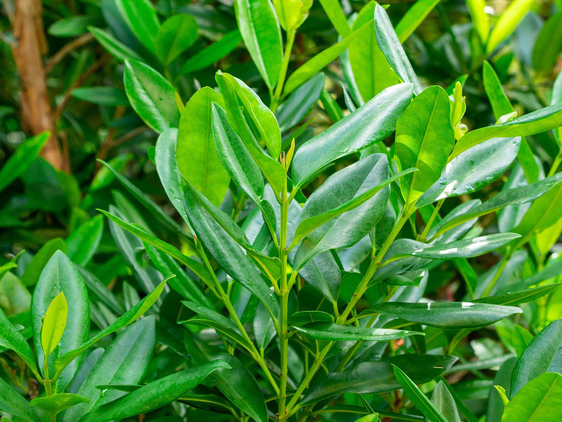 Feuille de bois d'Inde Epice Martinique