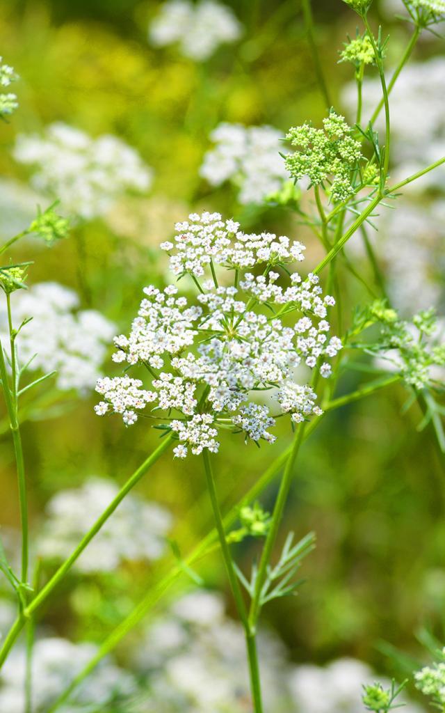 Fleur de cumin Épice Martinique