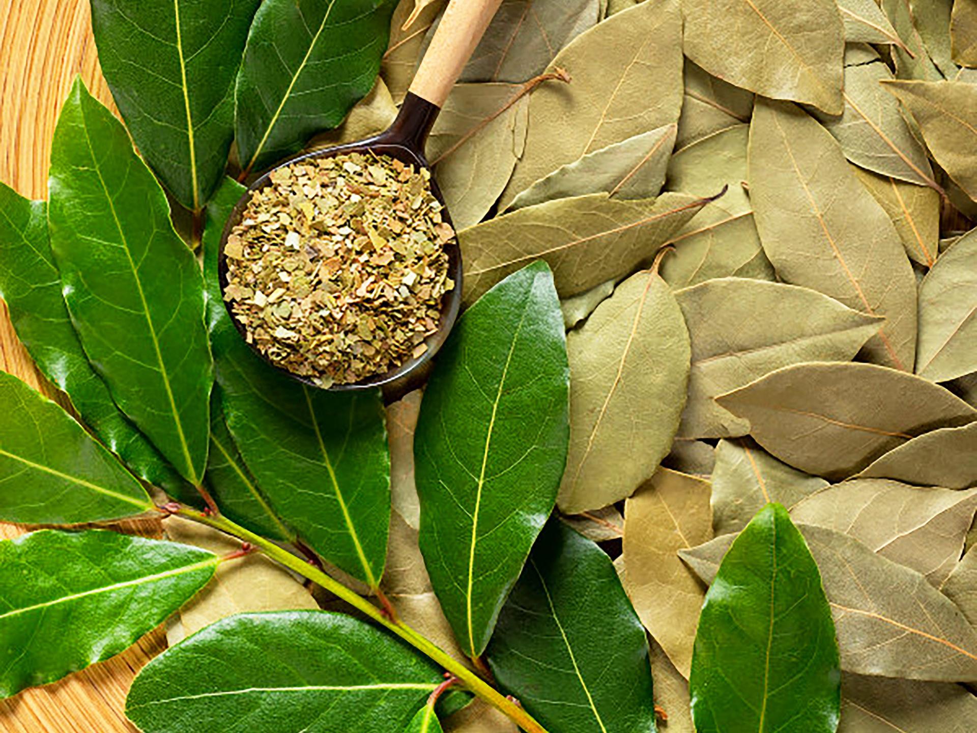 Laurier Épice Martinique