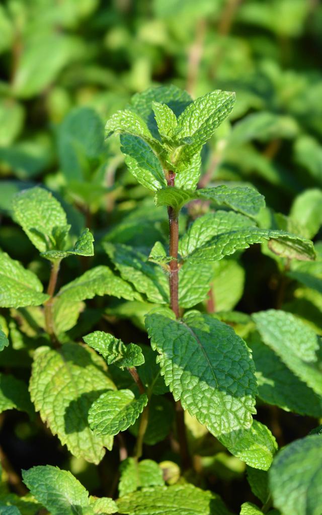 Menthe Épice Martinique