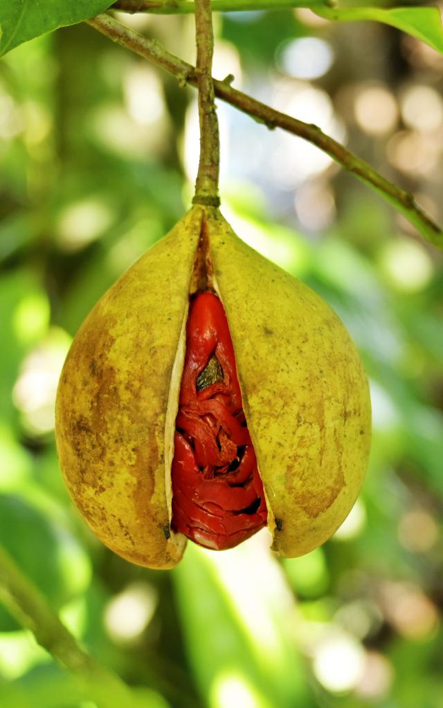 Noix de muscade Épice Martinique