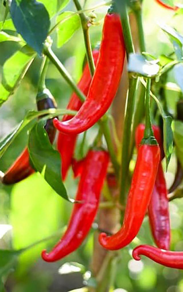 Piment de Cayenne Épice Martinique