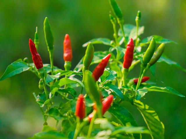 Piment oiseau Épice Martinique