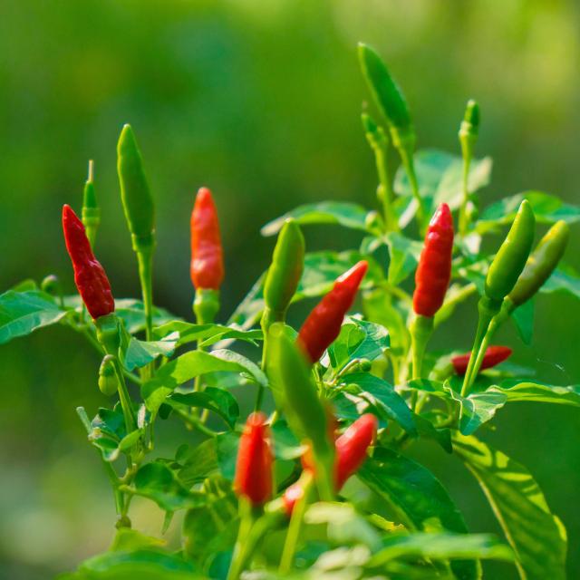 Piment oiseau Épice Martinique