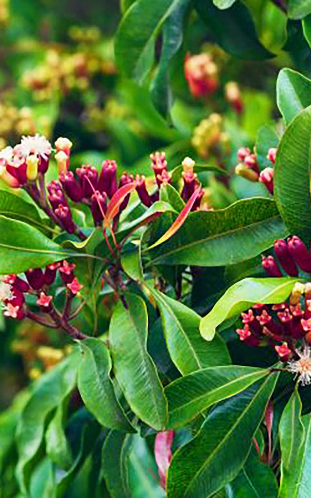 Plante clou de girofle Épice Martinique