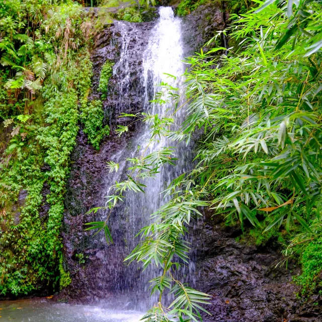 Cascade du Saut Gendarme Fond-Saint-Denis Martinique