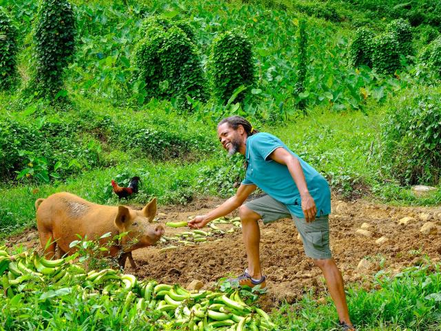 Cochonlocal Gardenincreole Martinique