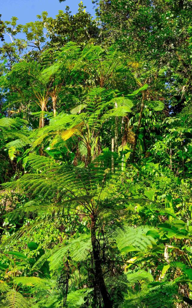 Fougerearborescente Martinique