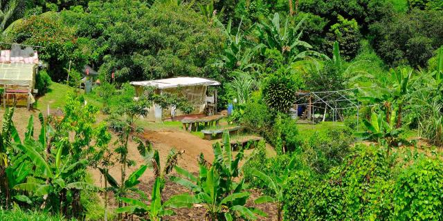 Gardenincreole Martinique