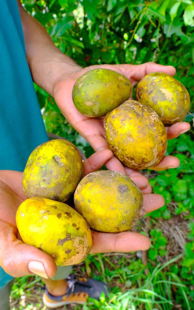 Prune de cythère Jardin créole Martinique