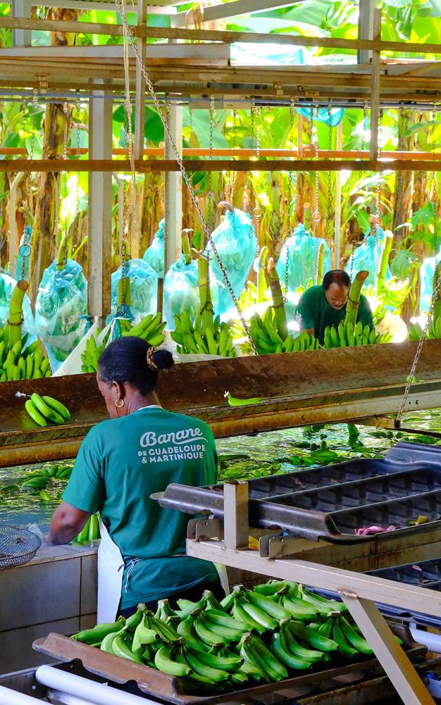 Banana processing plant Martinique