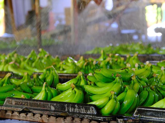 Processing plant2 Banana Martinique