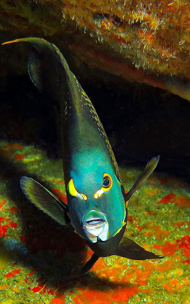 Poisson ange Plongée Martinique