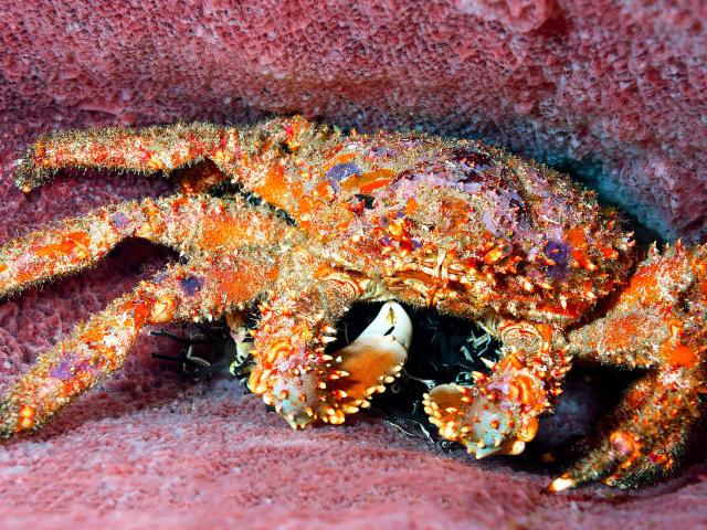 Crabe araignée Plongée Martinique