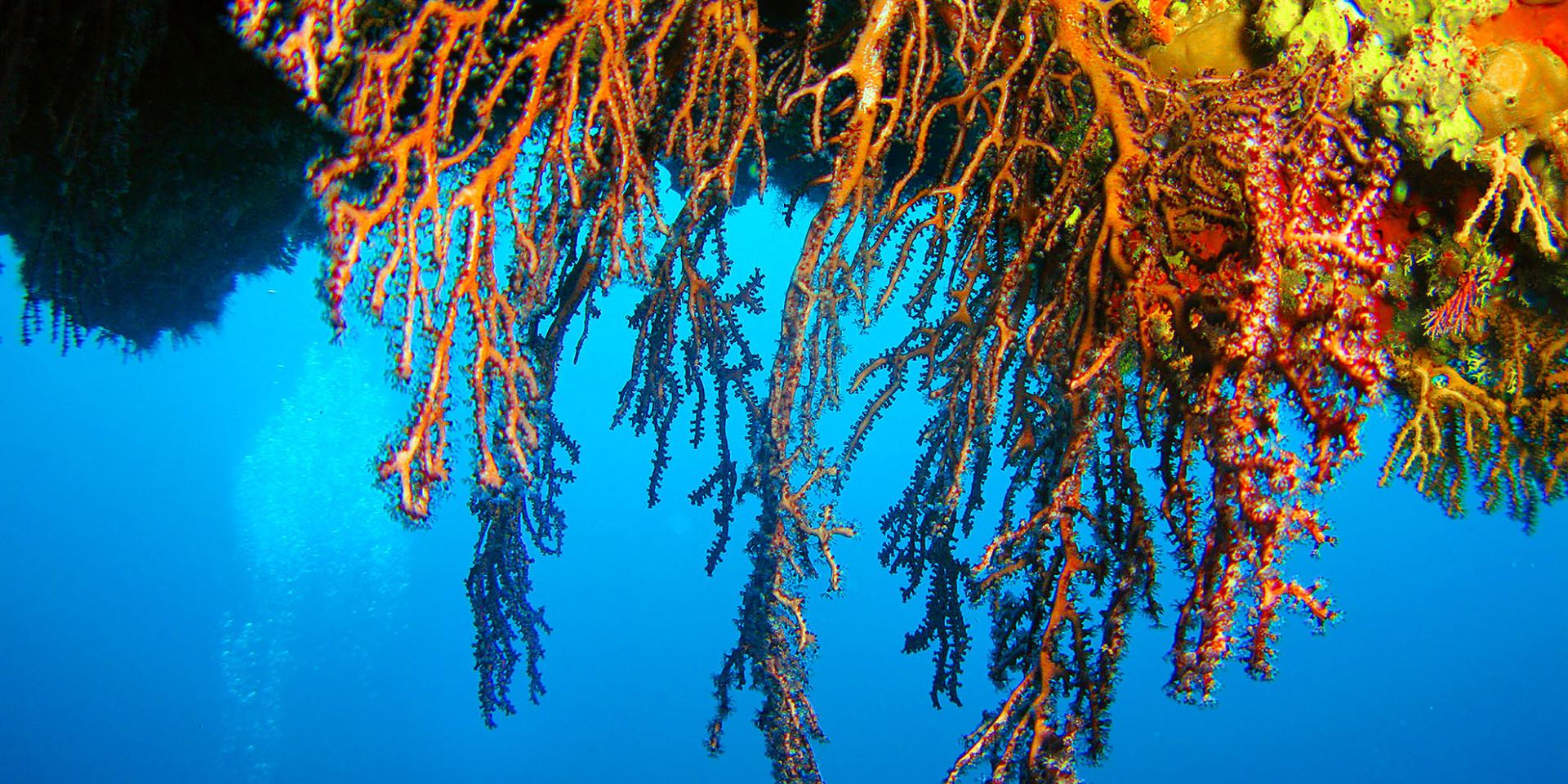 Gorgogne Plongée Martinique