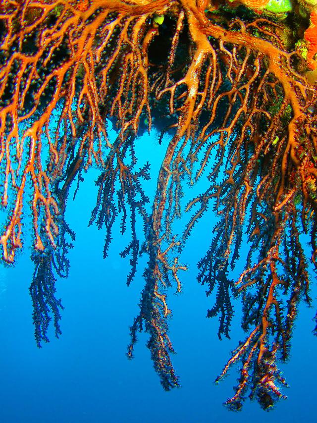 Gorgogne Plongée Martinique