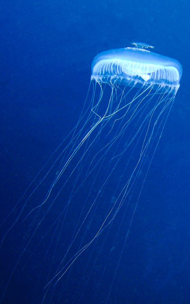 Méduse Plongée Martinique