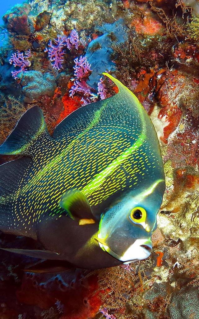 Poisson ange Plongée Martinique