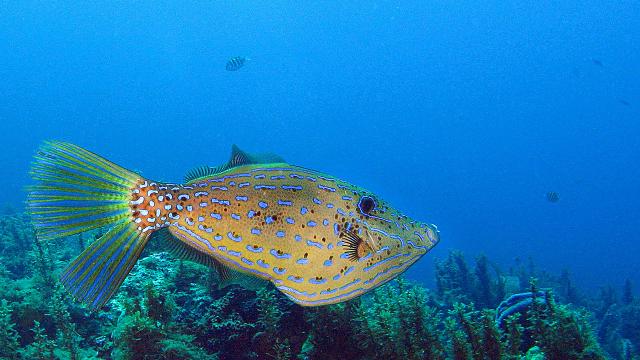 Poisson bourse Plongée Martinique