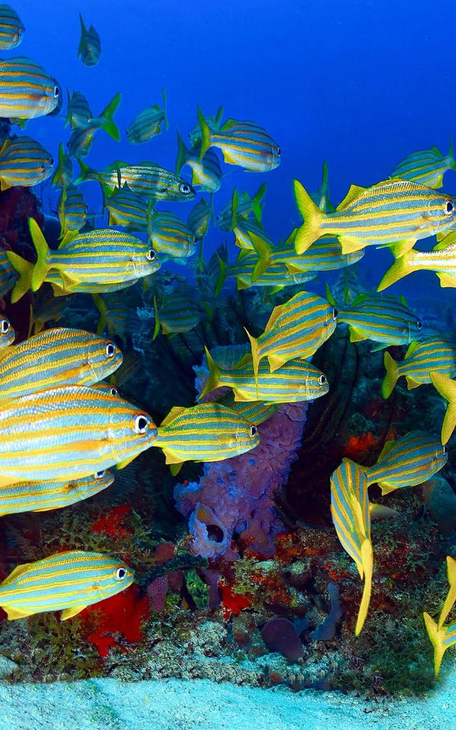 Poisson gorette Plongée Martinique