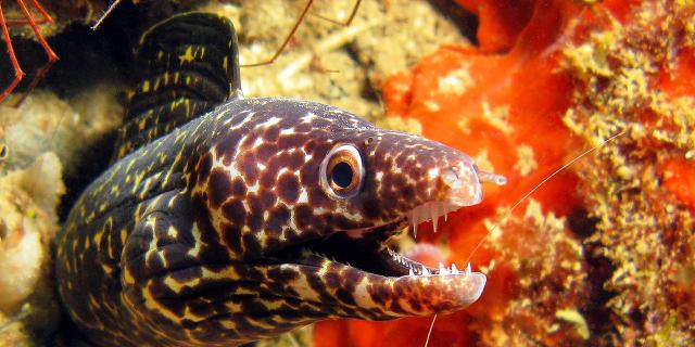 Poisson murène brune Plongée Martinique