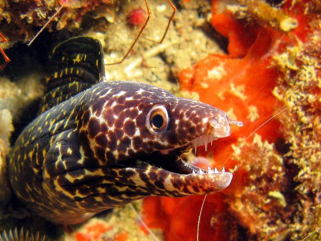 Poisson murène brune Plongée Martinique