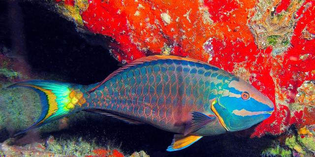 Poisson perroquet Plongée Martinique