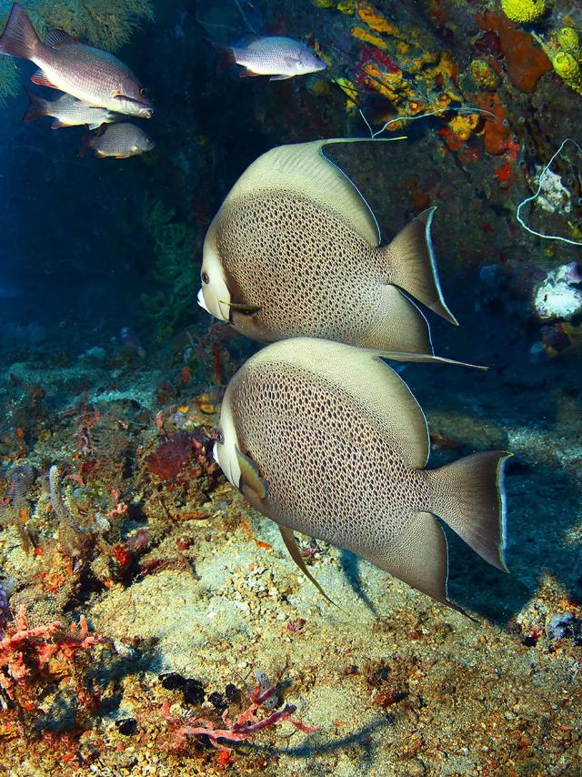 Poissons Épave Plongée Martinique