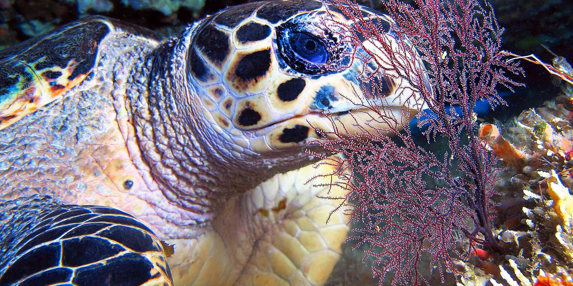 Tortue imbriquée Plongée Martinique