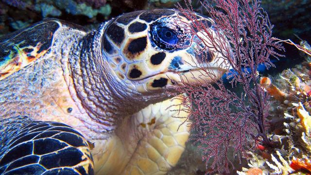 Tortue imbriquée Plongée Martinique