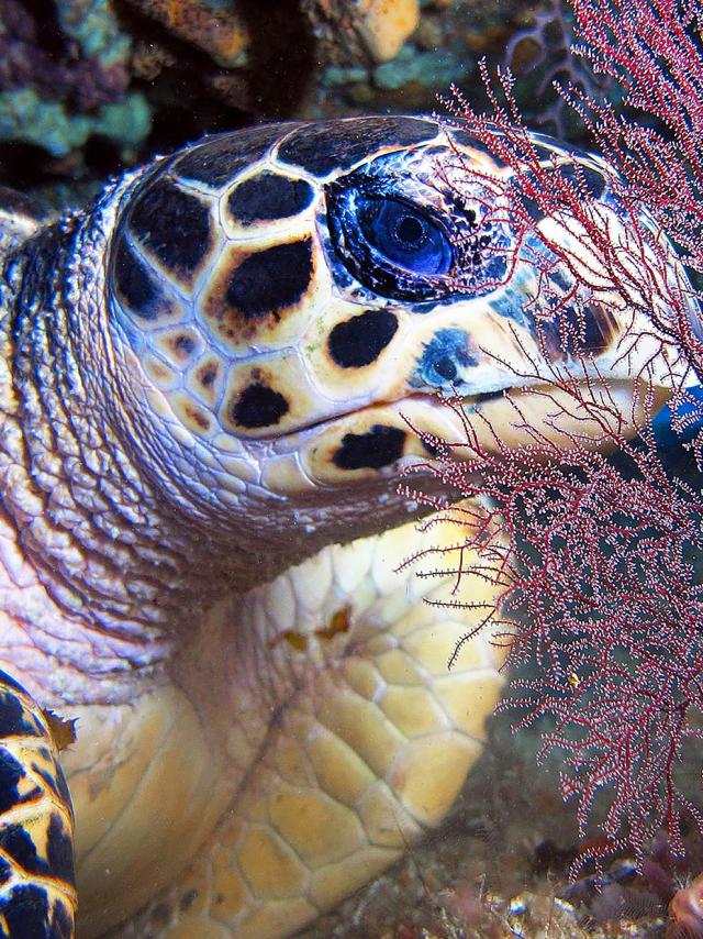 Tortue imbriquée Plongée Martinique