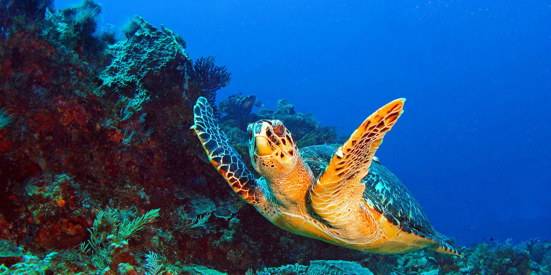 Tortue imbriquée Plongée Martinique