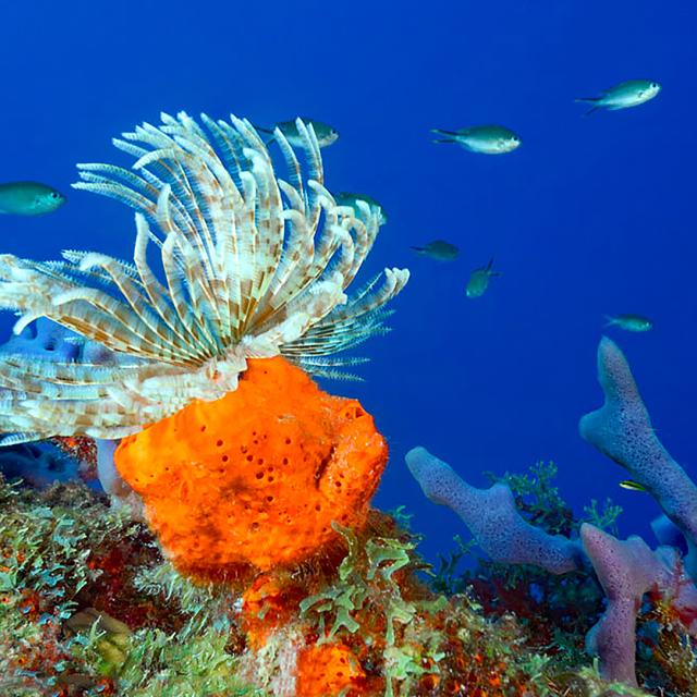 Coraux Crique Abricot Plongée Martinique