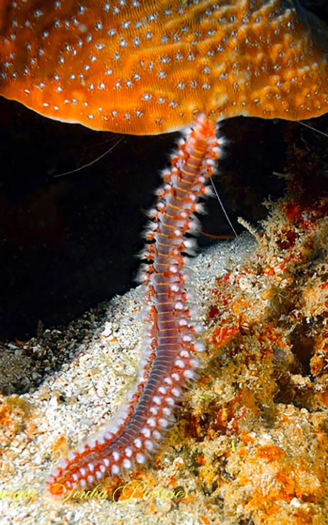 La Lézarde Plongée Martinique