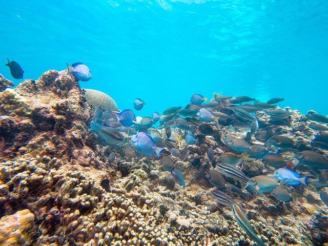 Banc de poissons Plongée Martinique