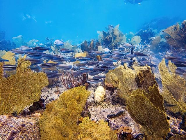 Banc de poissons Plongée Martinique