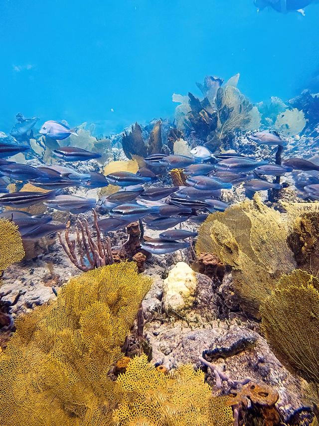 Banc de poissons Plongée Martinique