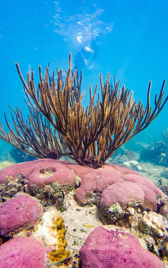 Corail Plongée Martinique